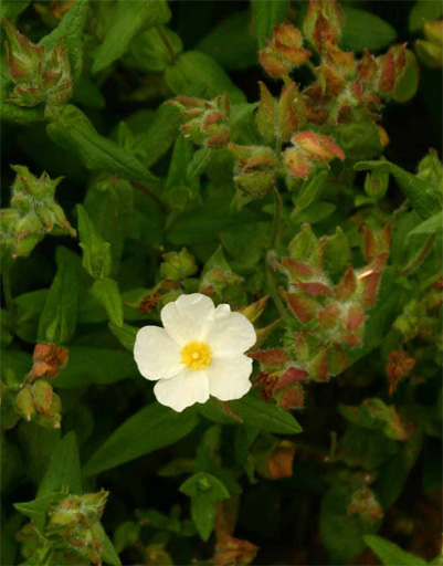 Cistus psilosepalus var. hirstutus