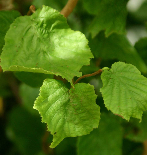 Corylus avellana