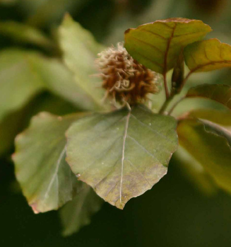 Fagus sylvatica