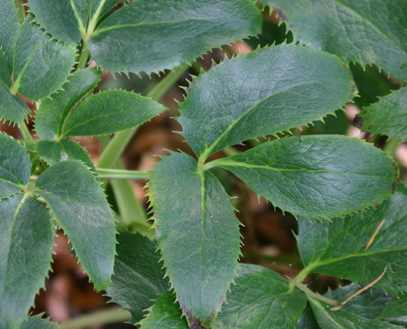 Helleborus foetidus