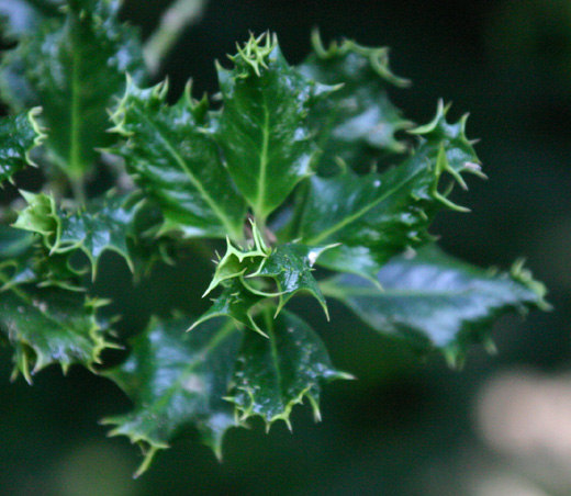 Ilex aquifolium