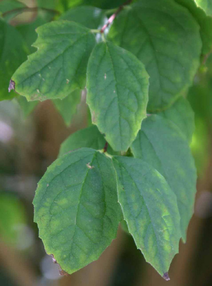 Philadelphus caucasicus