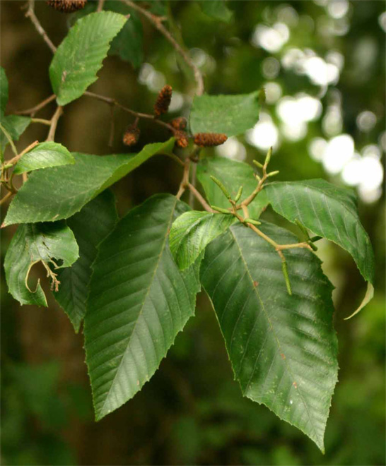 Alnus@acuminata var. arguta