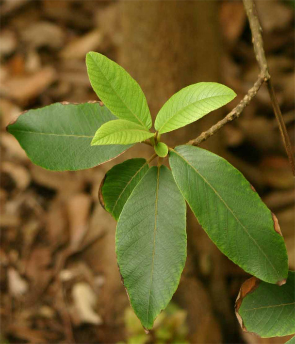 Clethra mexicana