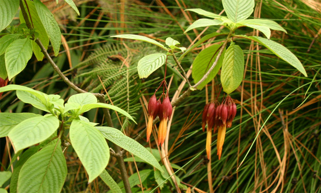 Deppea  splendens