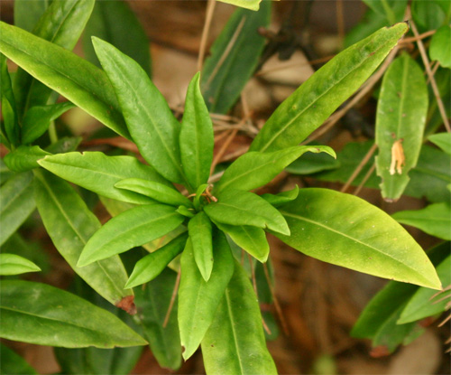 Illicium mexicana