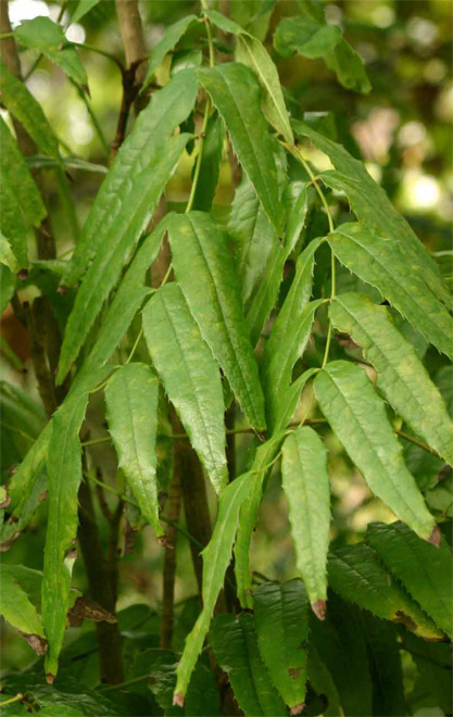 Mahonia@paniculata