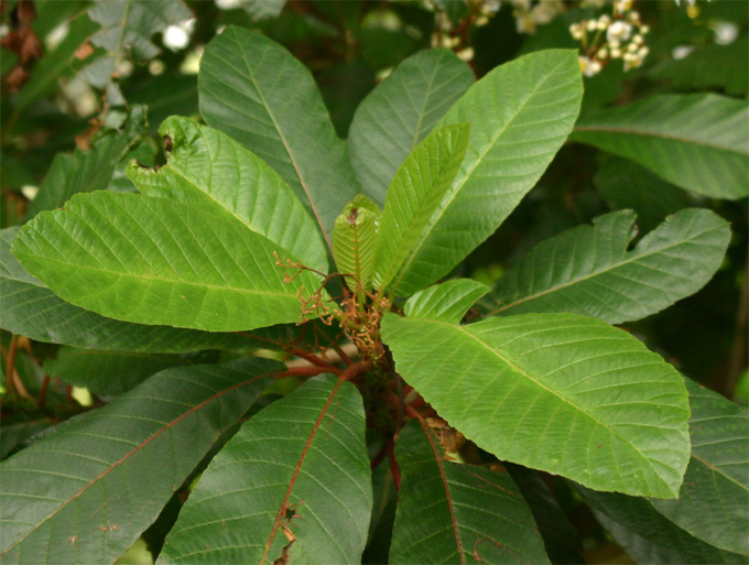 saurauia