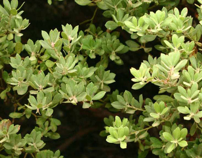 Arctostaphylos pumila