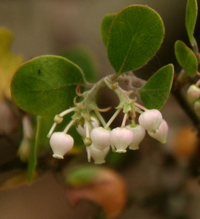 Arctostaphylos rudis