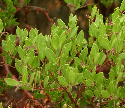 Arctostaphylos stanfodiana