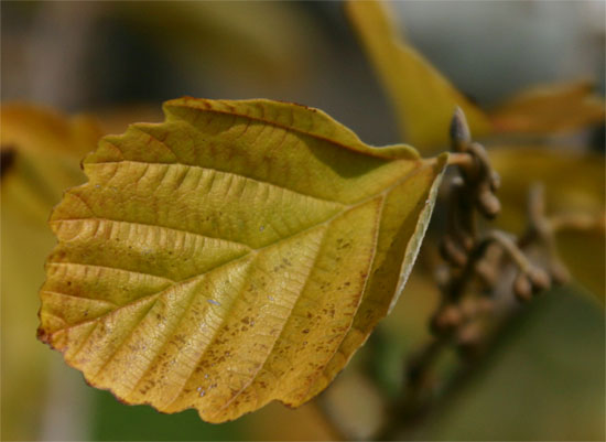 Hamamelis vernalis