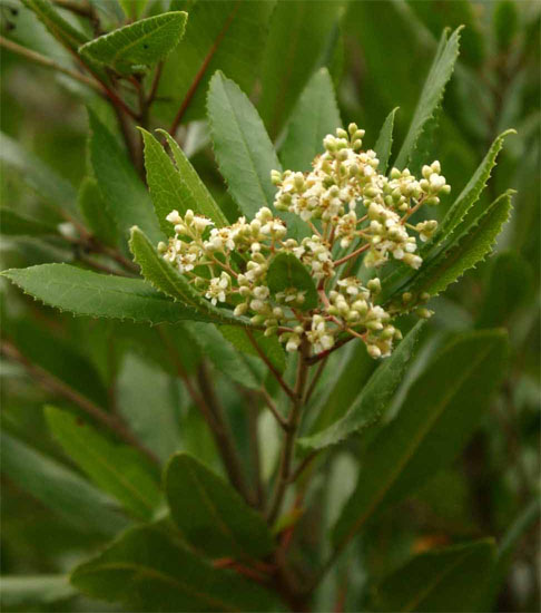 Heteromeles arbutifolia