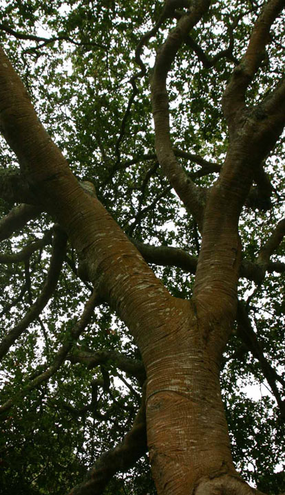 Quercus agrifolia