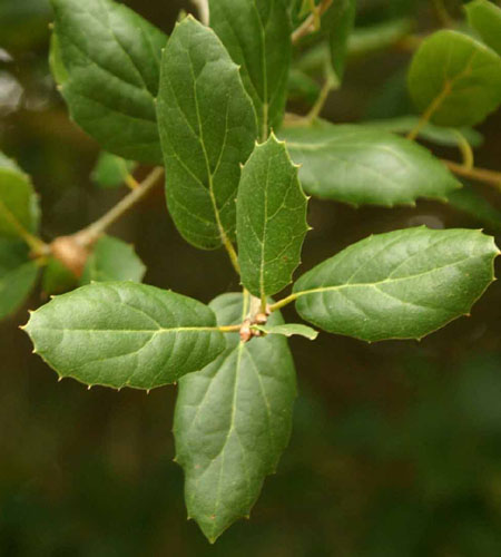 Quercus agrifolia̗t