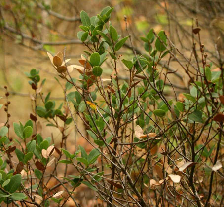 Quercus vaccinifolia