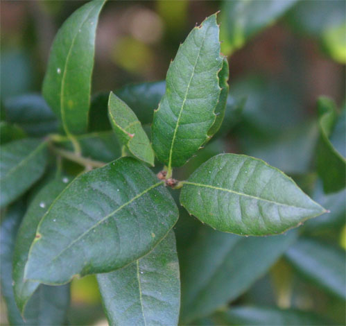 Quercus wislizenii