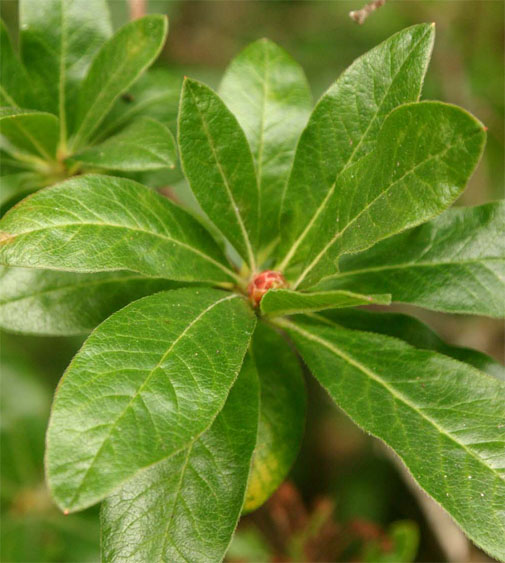 Rhododendron occidentale