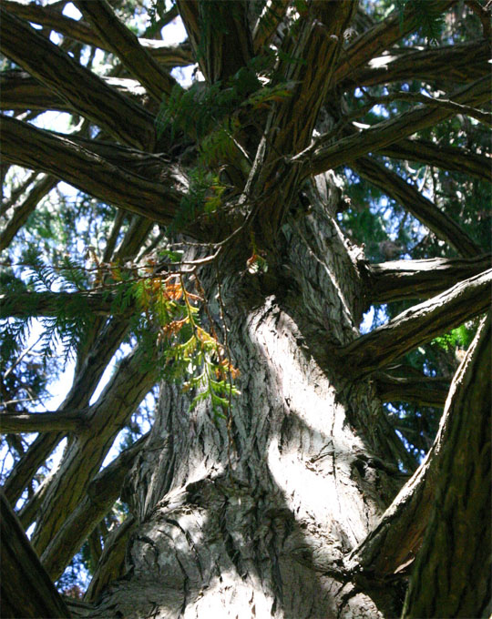 �A�����J�l�Y�R