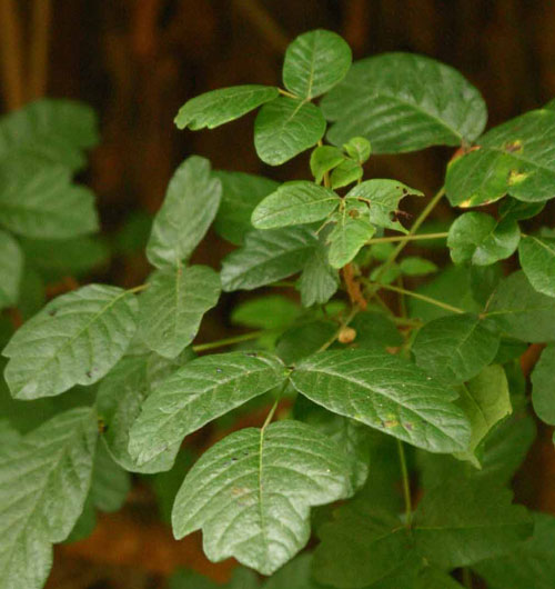 Toxicodendron diversilobum