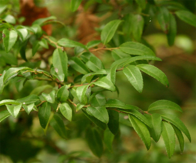 Vaccinium ovatum