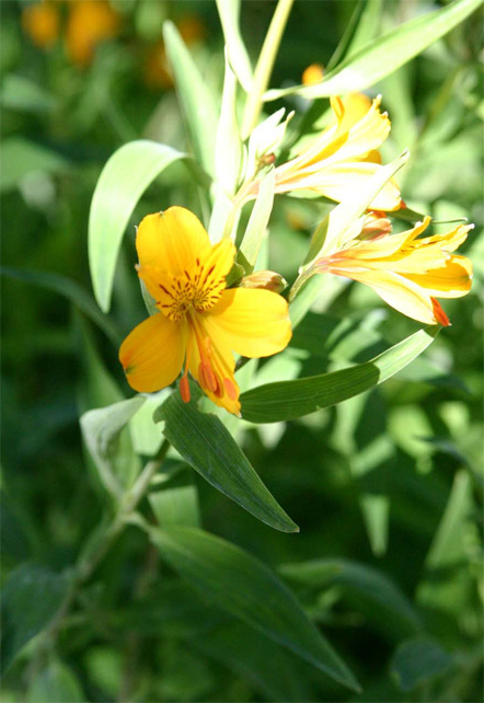 Lily of the Inca