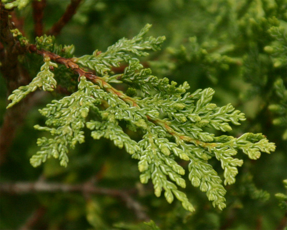 Austrocedrus@chilensis