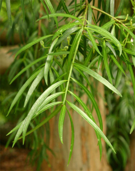 Podocarpus salignus