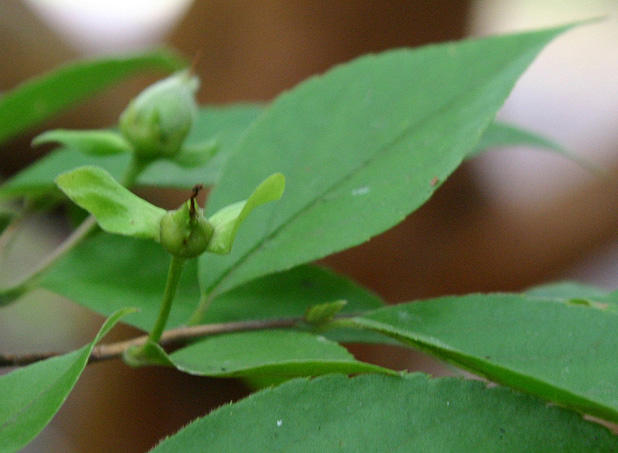 Stewartia monodelpha