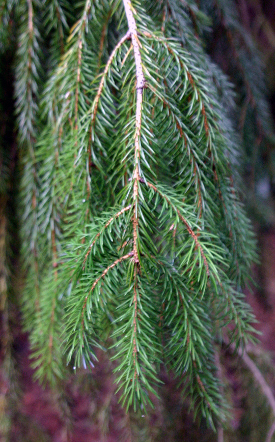 Picea brachytyla