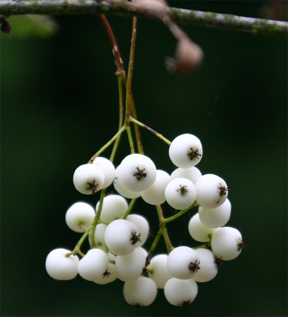 Sorbus prattii