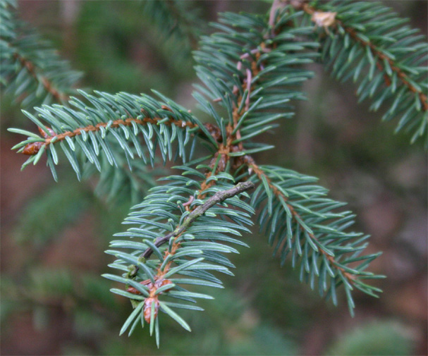 Picea asperata var. retroflexa