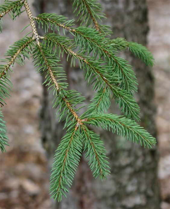 Picea asperata