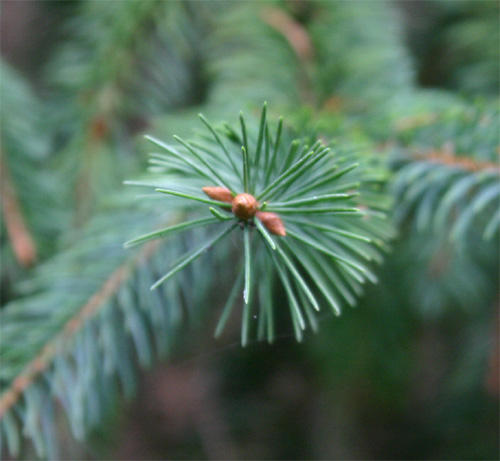 Picea asperata