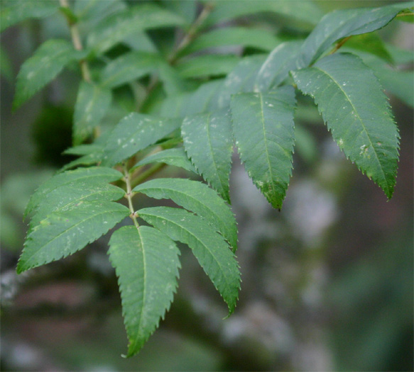 Sorbus commixta