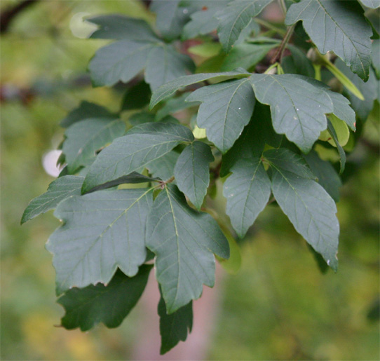 Acer griseum