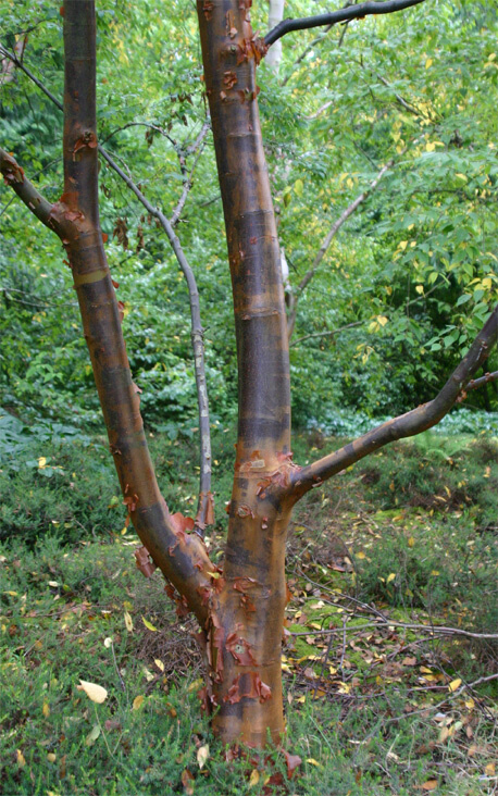 Acer griseum