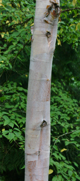 Betula alb var. septentrionalis