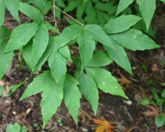 Acer triflorum