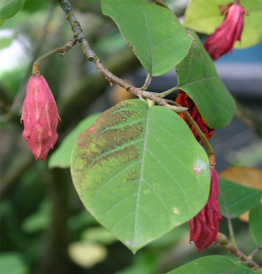 Magnolia sieboldii