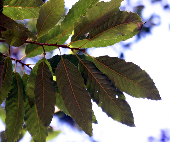 Quercus variabilis