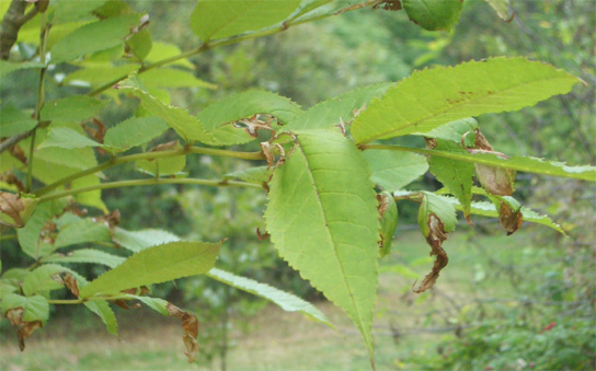 Fraxinus platypoda