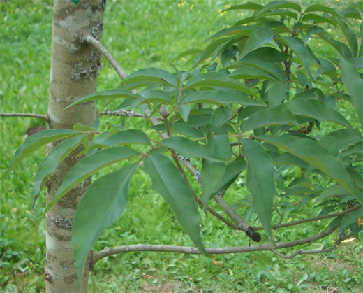 Fraxinus sieboldiana