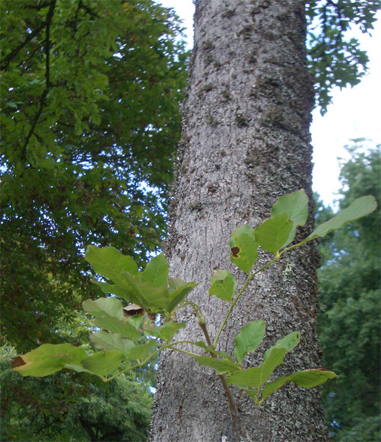 Fraxinus chinensis