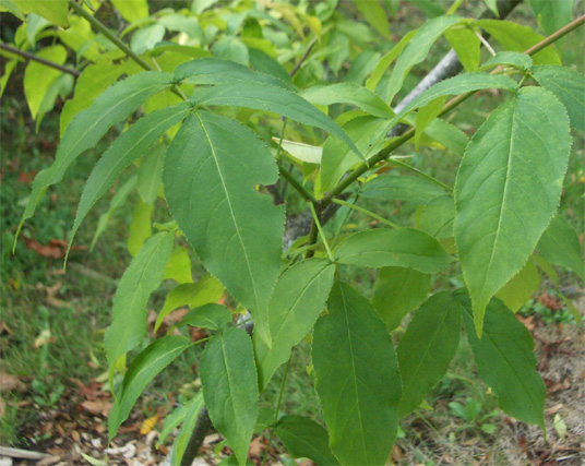 Staphylea colchica