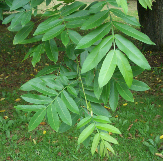 Pterocarya stenoptera