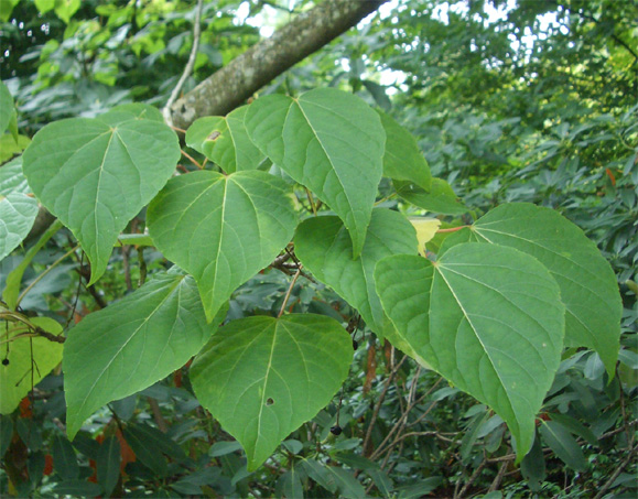 Idesia polycarpa