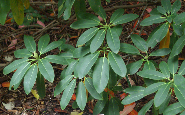 Rhododendron decorum