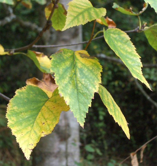 Betula jacquemontii