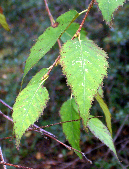 Betula albosinensis